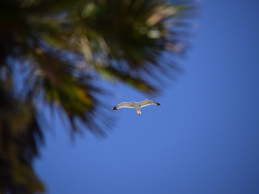 高飞的海鸥图片