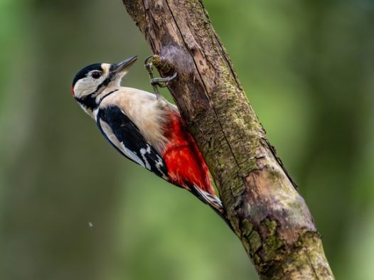 大斑啄木鸟树干捉虫图片