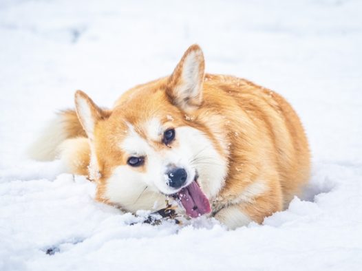 冬季雪地威尔士柯基犬可爱写真图片