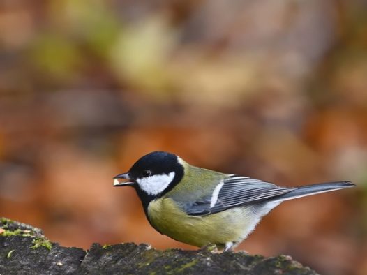 站在岩石山的黄腹白脸山雀图片
