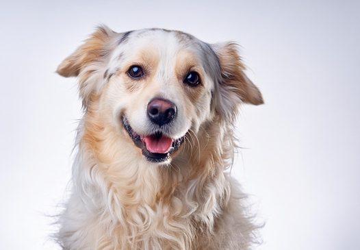 白色金毛猎犬写真摄影图片