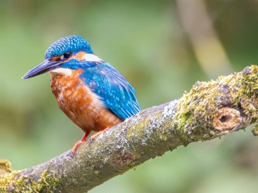 站在树枝上的蓝色翠鸟摄影图片
