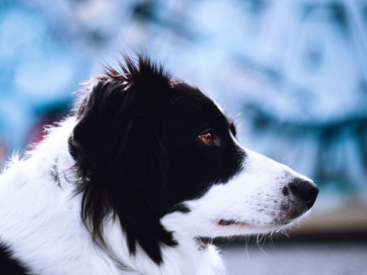 边境牧羊犬宠物写真图片