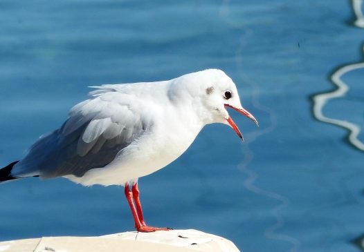 湖边海鸥摄影图片