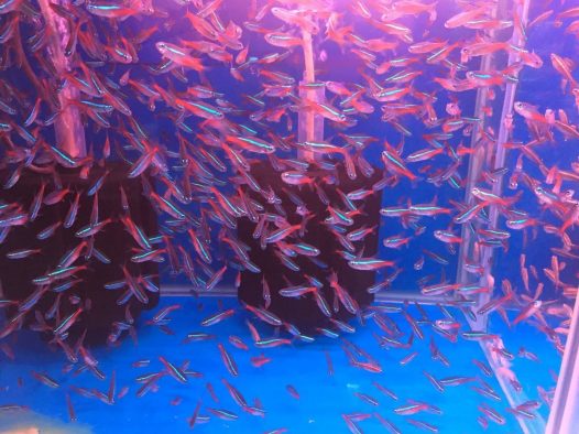 我要有这么多鱼，我做梦都要笑醒，太漂亮了，在三圣乡拍摄的。