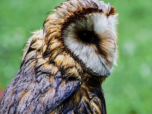 野生长耳鸮摄影图片