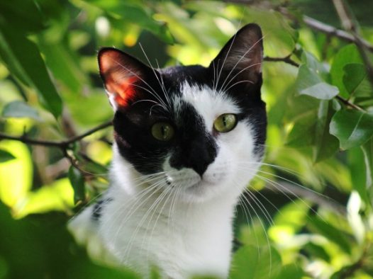 黑白花猫图片