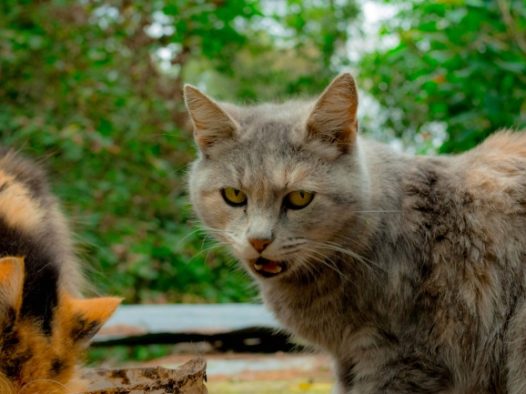 凶狠小猫图片