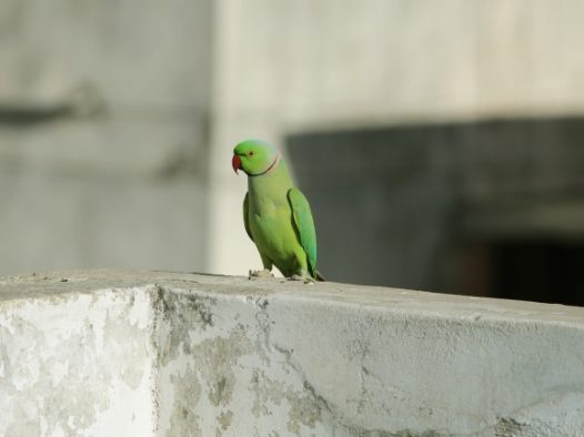 一只绿色鹦鹉图片