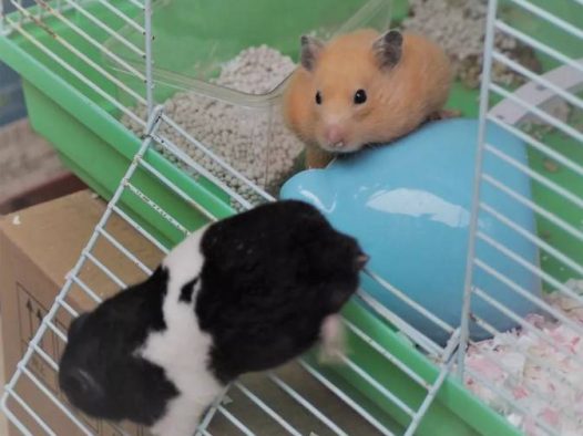 萌宠金丝熊大米是个欺骗感情的坏家伙