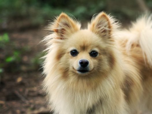 博美犬宠物图片