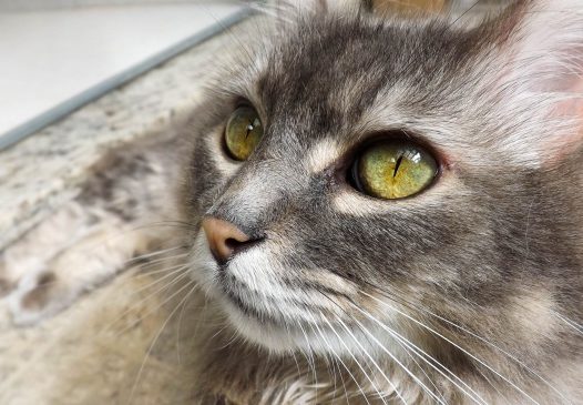 呆萌小猫头部特写图片