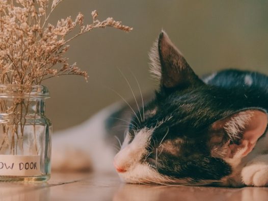 睡觉的猫咪图片