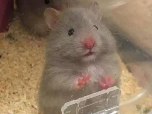 拍照时人家的仓鼠摆好pose等着，你的仓鼠犹如多动症患者~