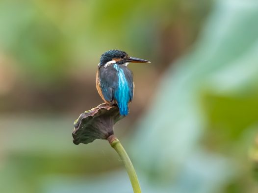 站在莲蓬上的蓝色翠鸟图片