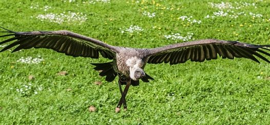 飞越草地的老鹰图片