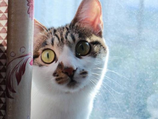 土猫一样可以很萌
