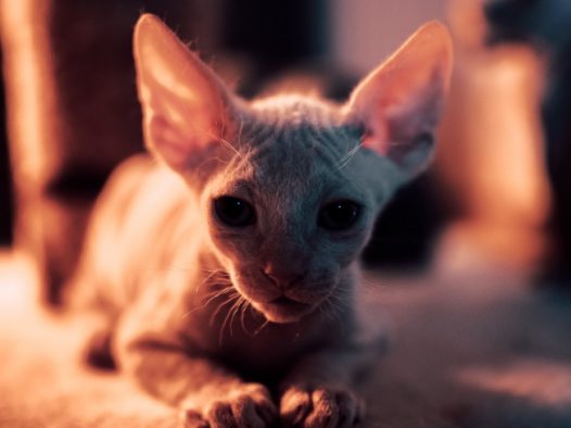 可爱无毛猫图片