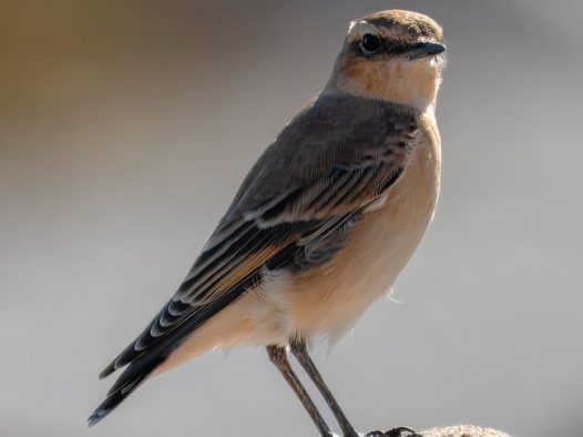 野生麻雀飞禽摄影图片