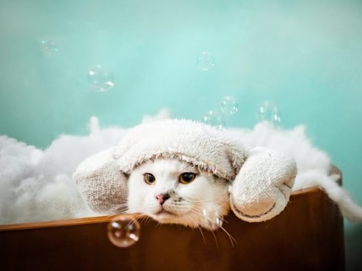 呆萌可爱白色小萌猫写真摄影图片