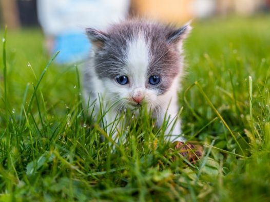 雨后草地软萌可爱小猫图片