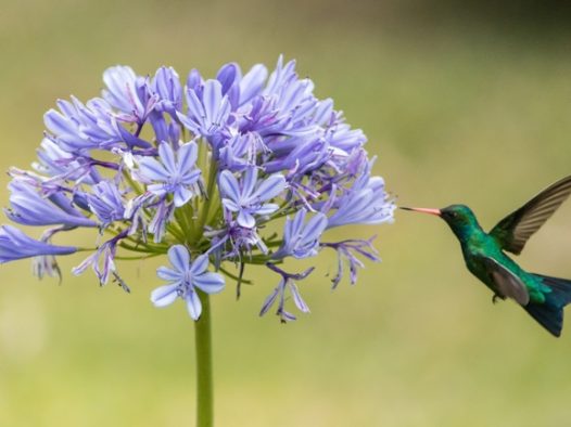 微距紫色花朵蜂鸟图片