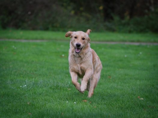 绿色草地自由奔跑的金毛猎犬图片