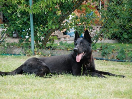 可爱杜宾犬图片