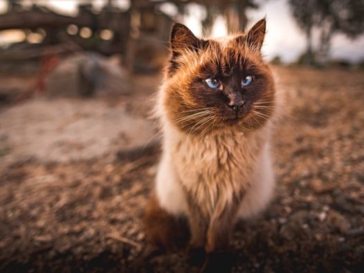 萌宠猫咪图片大全可爱