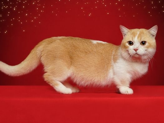 异国短毛猫图片