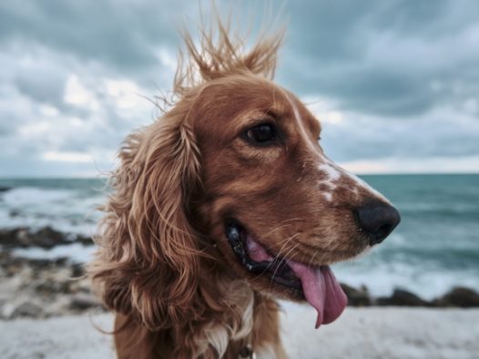 海边金毛猎犬图片