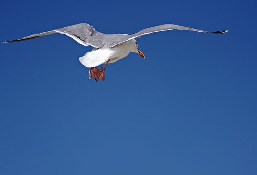 蓝色高空中飞翔的海鸥图片
