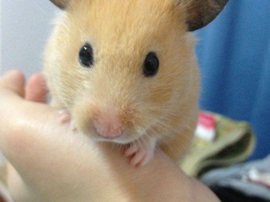 一只超级有洁癖的西施熊