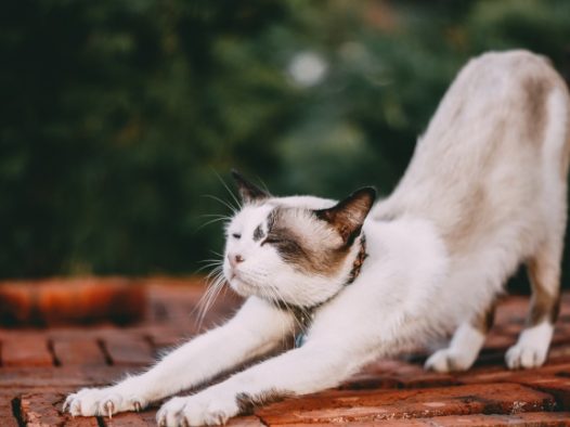 伸懒腰猫咪图片