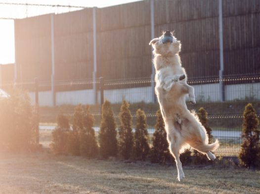 金毛猎犬高跳图片