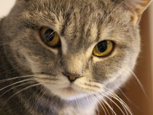 可爱大眼小花猫图片