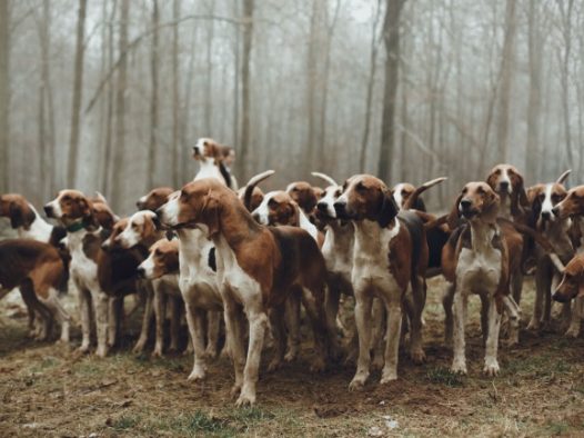 纯种惠比特犬图片
