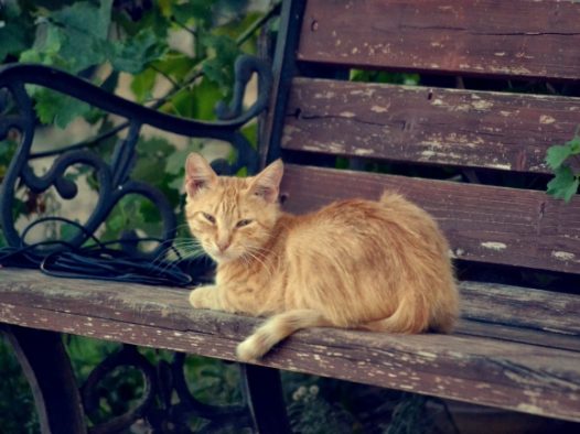 木椅上的小猫图片