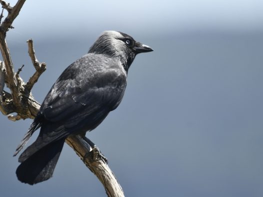 站在枯枝树凝视远方的寒鸦图片