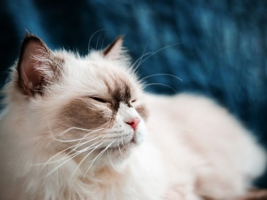可爱白色金吉拉猫图片