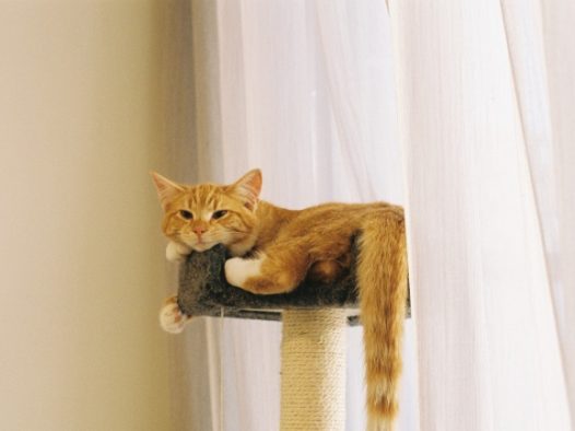 中华田园橘猫图片