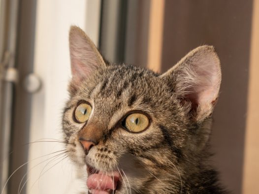 趴在窗台边上的可爱虎斑猫图片