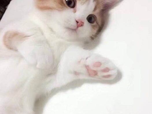 有只喵小仙
