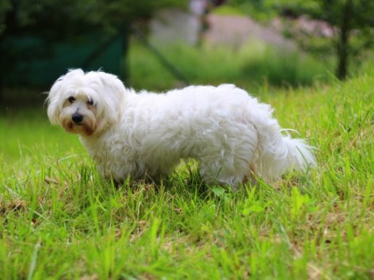 白色长卷毛宠物狗图片