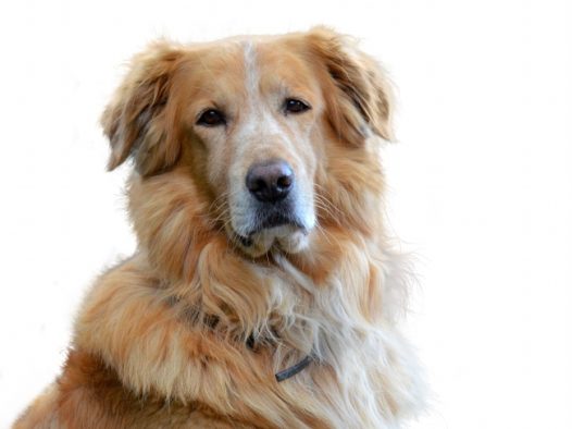 纯种英系金毛犬图片