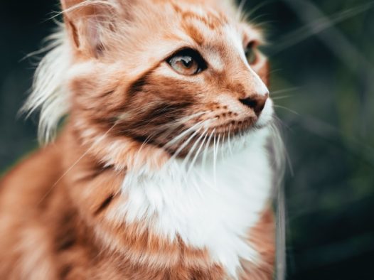 长毛缅因猫图片