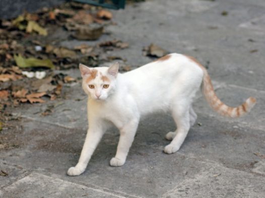 白色野猫图片