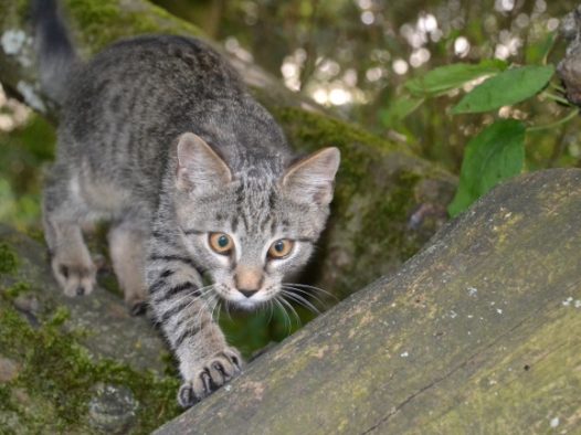 呆萌虎斑猫图片