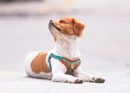 可爱小型萌犬狗狗图片