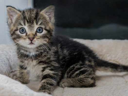 可爱小狸花猫图片